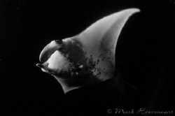 A manta ray glides by in the dark waters off the coast of... by Mark Hoevenaars 